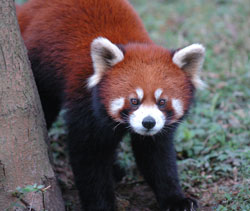 red panda, i stock image